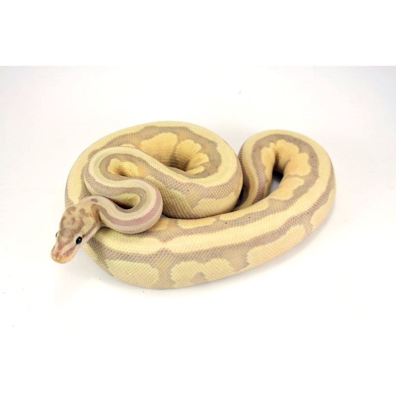 Banana Lesser Super Specter Ball Python