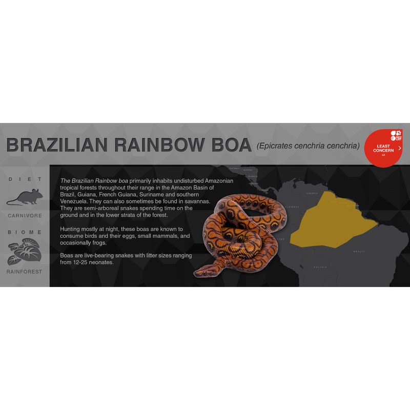 Brazilian Rainbow Boa (Epicrates cenchria cenchria) – Black Series Vivarium Label Black