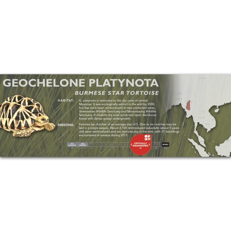 Burmese Star Tortoise (Geochelone platynota) – Classic Vivarium Label