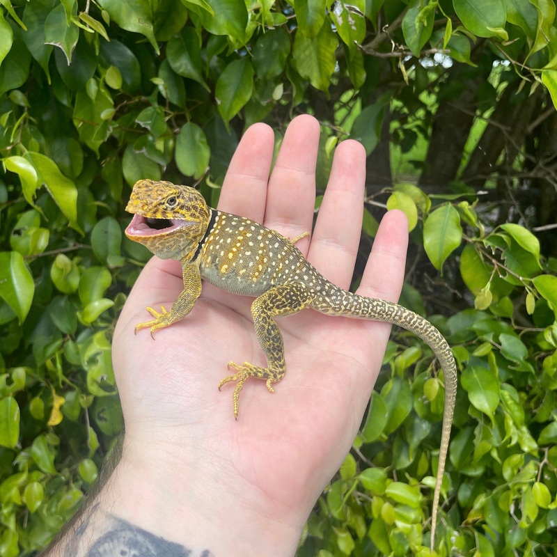 Eastern Collard Lizard Male
