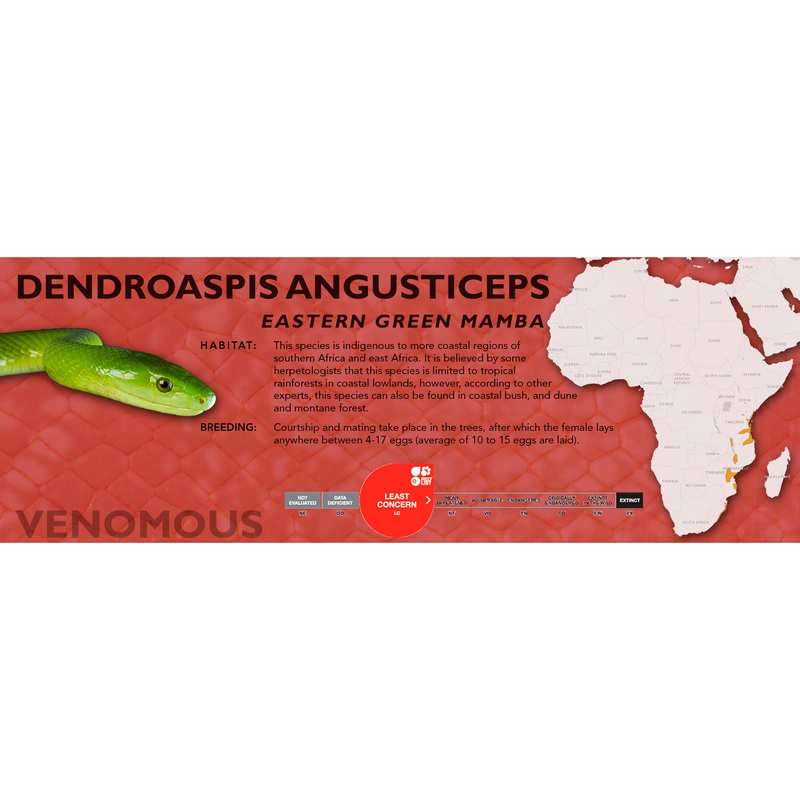 Eastern Green Mamba (Dendroaspis angusticeps) Classic Vivarium Label Original