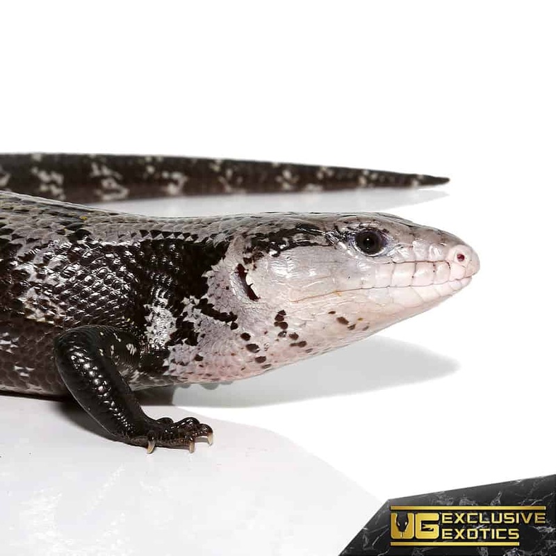 Female Axanthic Halmahera Blue Tongue Skink for sale