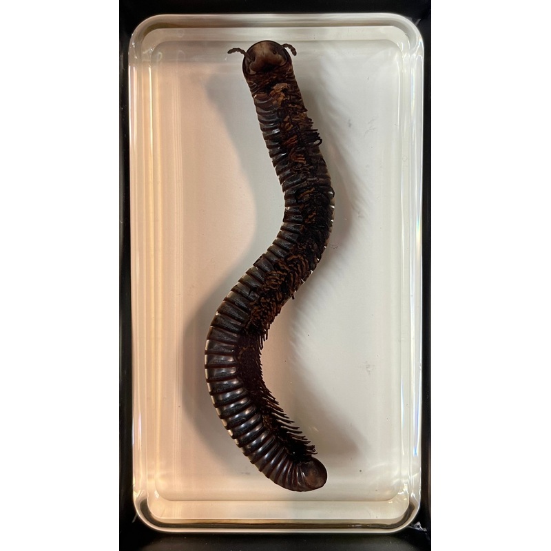 Millipede – Specimen In Resin
