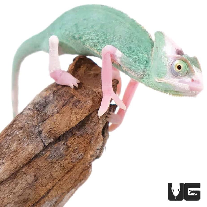 4-5 Inch High White Translucent Veiled Chameleons For Sale