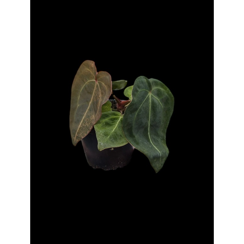 Anthurium forgetii hybrid 3.5″ Pot