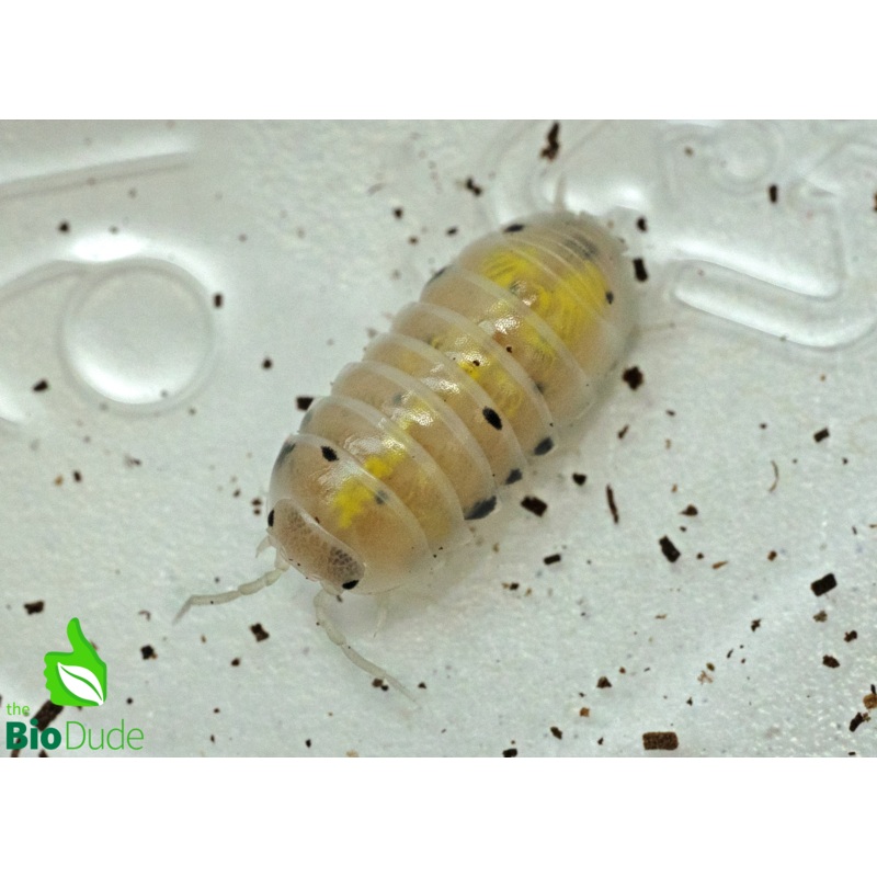Armadillidium vulgare “Japanese Magic Potion” Isopods FREE SHIPPING 10 Count