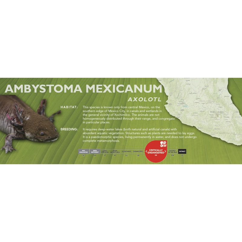 Axolotl (Ambystoma mexicanum) – Classic Vivarium Label Natural
