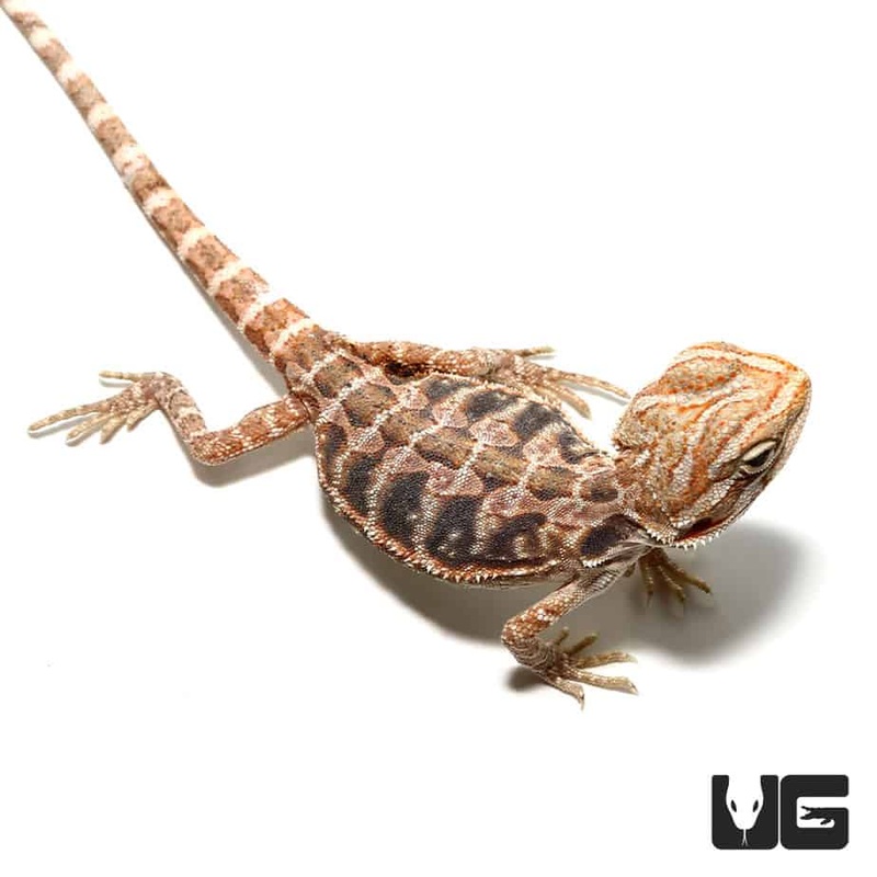 Baby Inferno Bearded Dragon For Sale