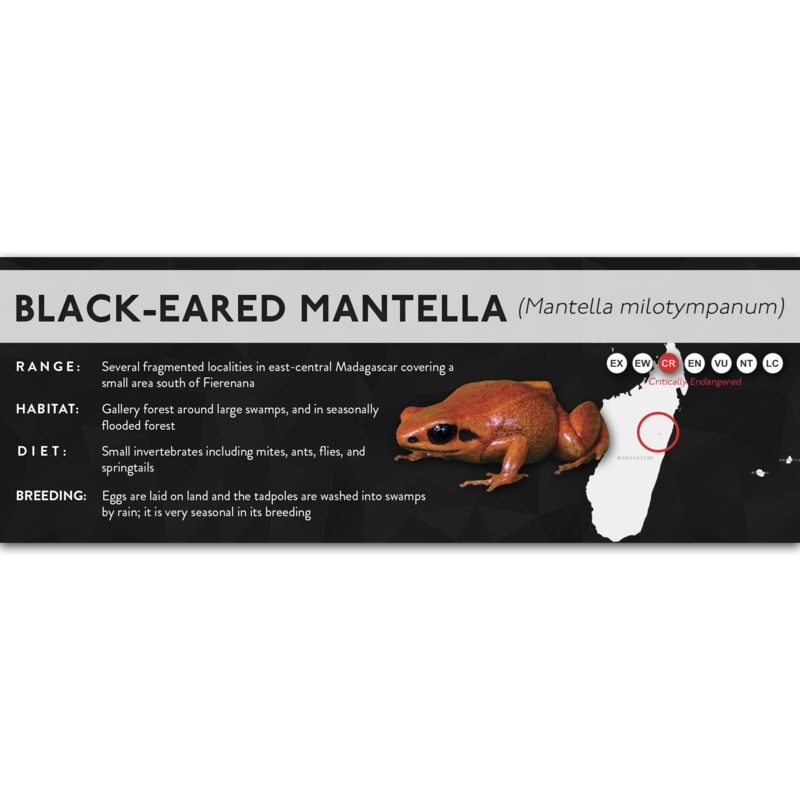 Black-Eared Mantella (Mantella milotympanum) – X Label Laminated Paper