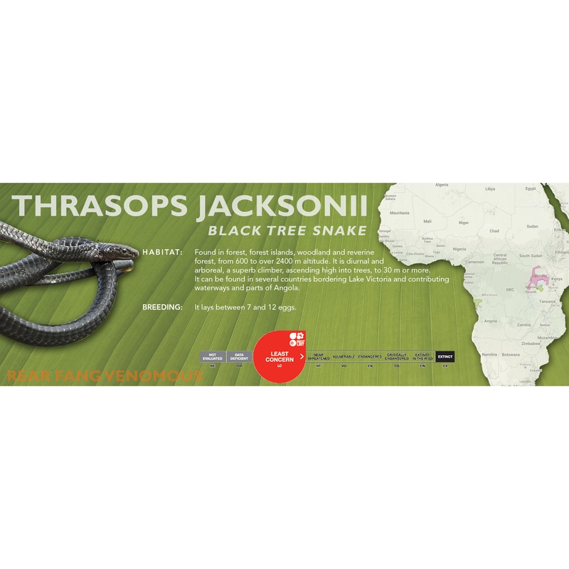 Black Tree Snake (Thrasops jacksonii) Classic Vivarium Label Original