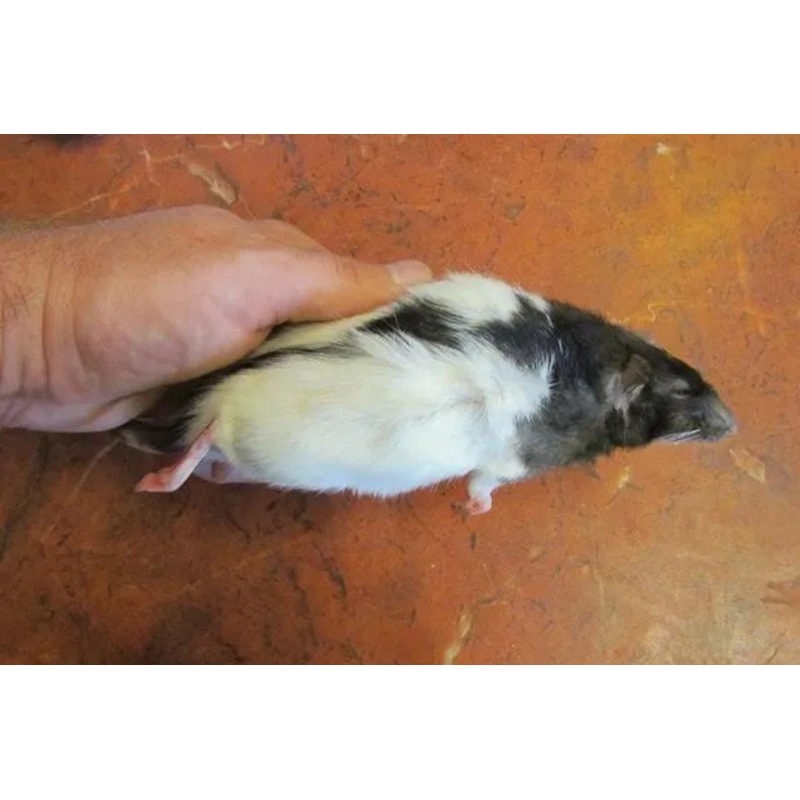 Bulk Frozen Adult Rats (20)