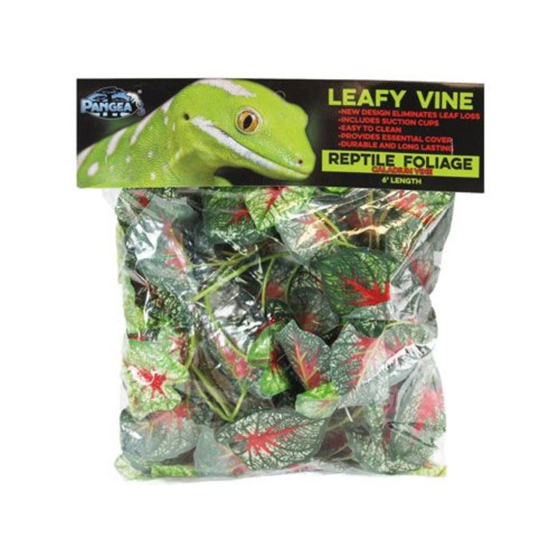 Caladium Leafy Vine