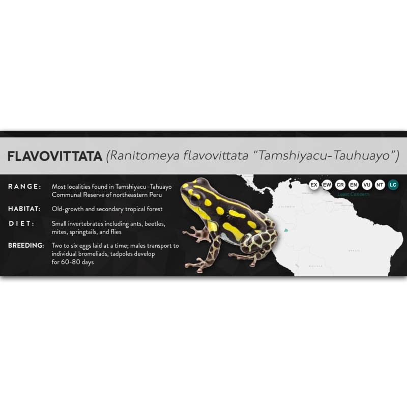 Flavovittata (Ranitomeya flavovittata) – X Label TamshiyacuTahuayo Laminated Paper