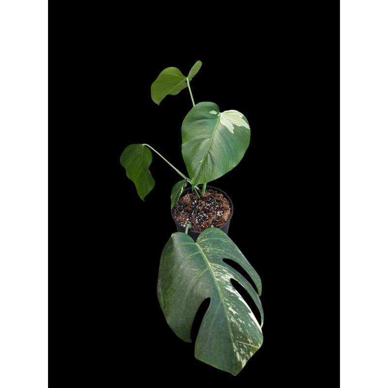 Monstera Deliciosa Albo Low Variegation – Specimen Specific Medium A