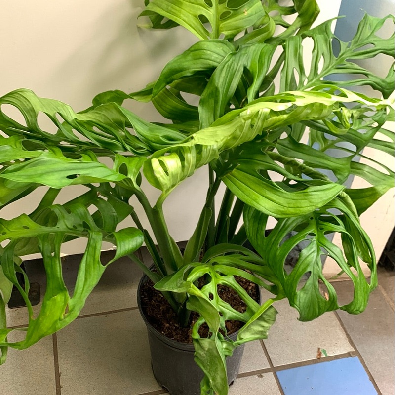Monstera esqueleto 2.5″ Pot