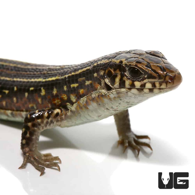 Ornate Girdled Lizard