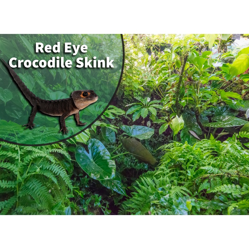 Red-eyed Crocodile Skink (Tribolonotus gracilis) Bioactive Vivarium Kit 10 gallon