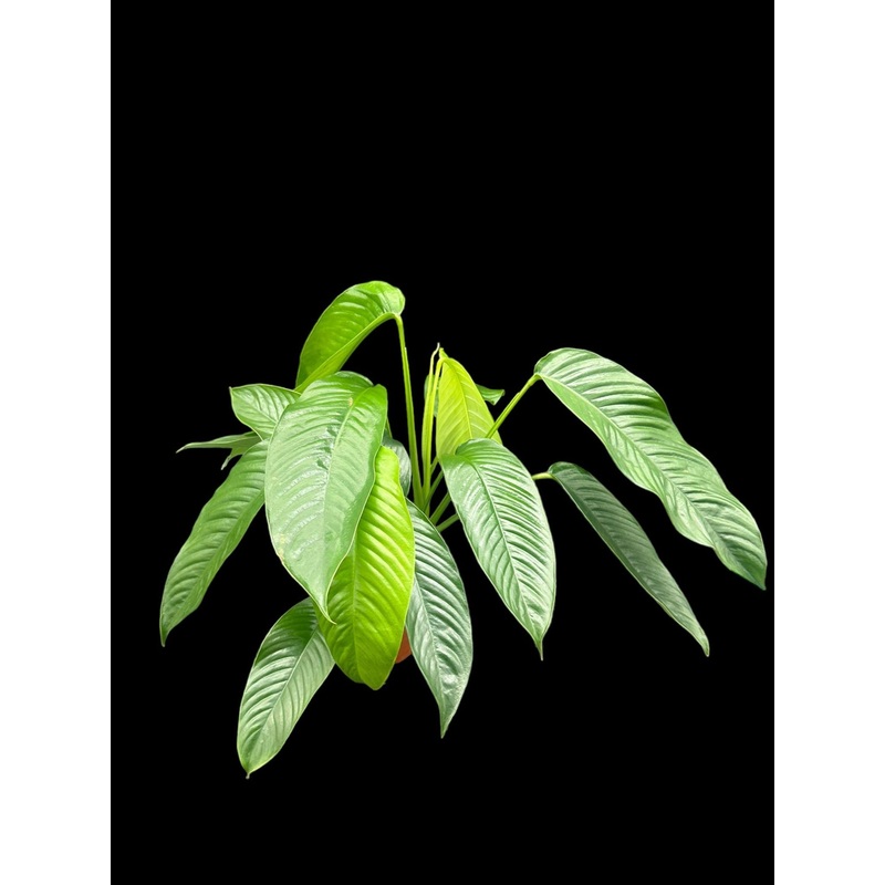 Rhaphidophora hookeri 3″ Pot