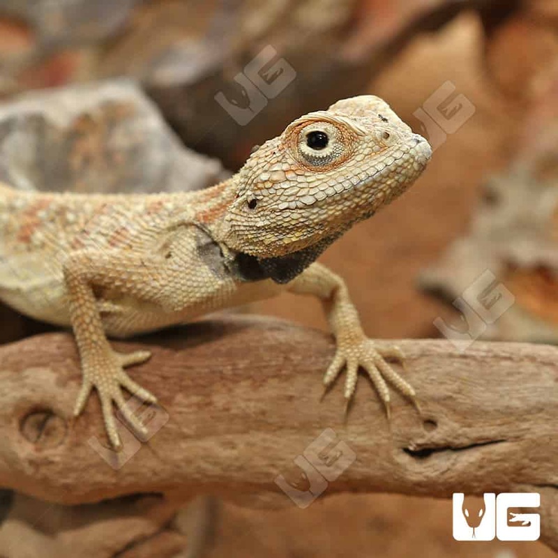 Savigny’s Agama For Sale
