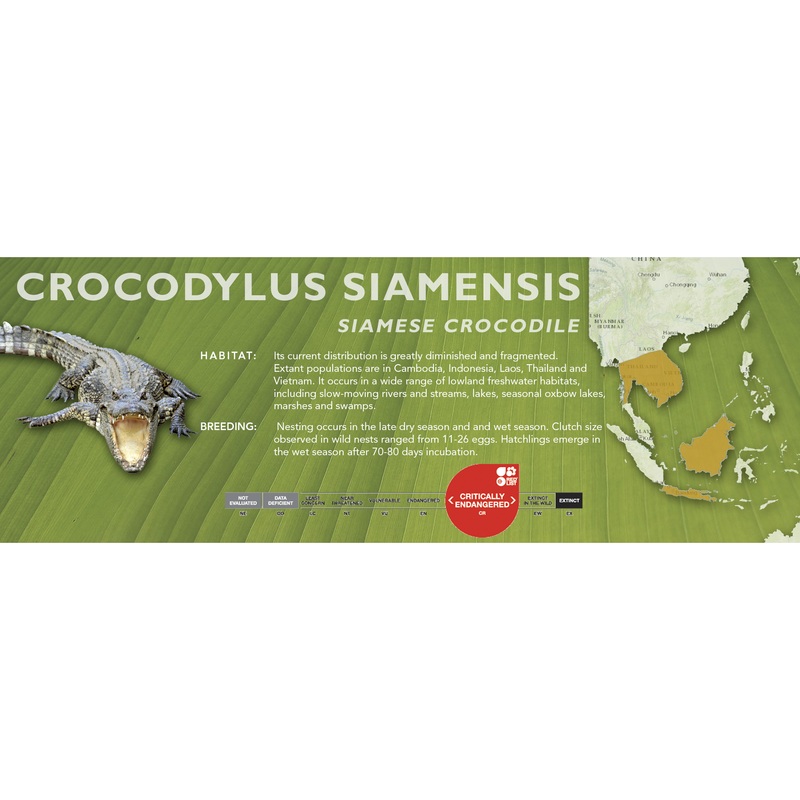 Siamese Crocodile (Crocodylus siamensis) – Classic Vivarium Label