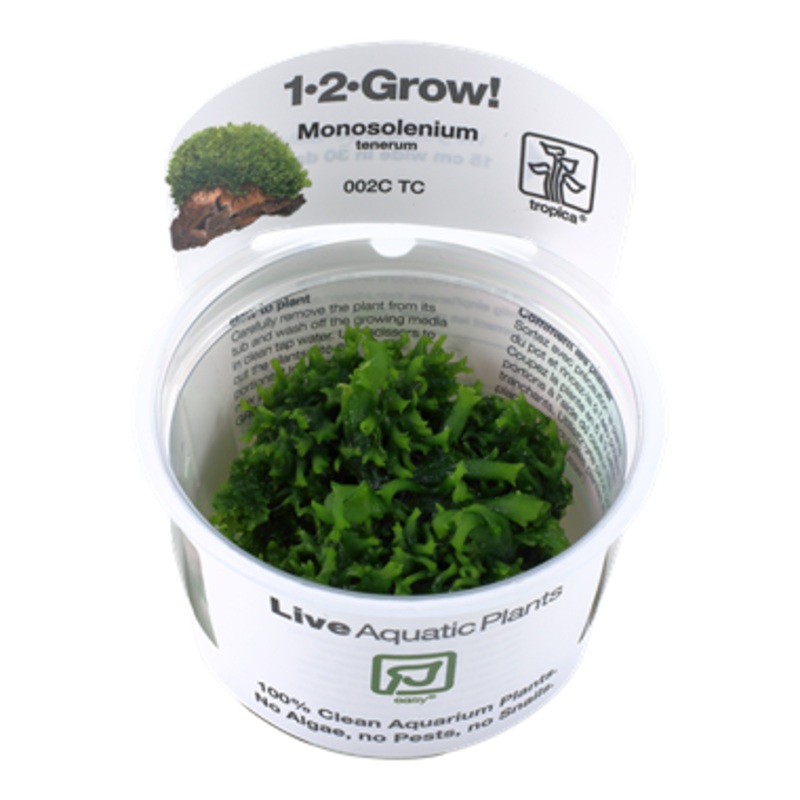 Tropica Monosolenium tenerum 1-2-Grow