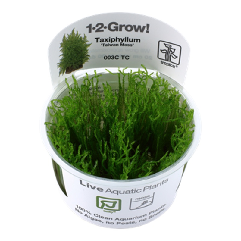 Tropica Taxiphyllum Alternans Taiwan Moss 1-2-Grow