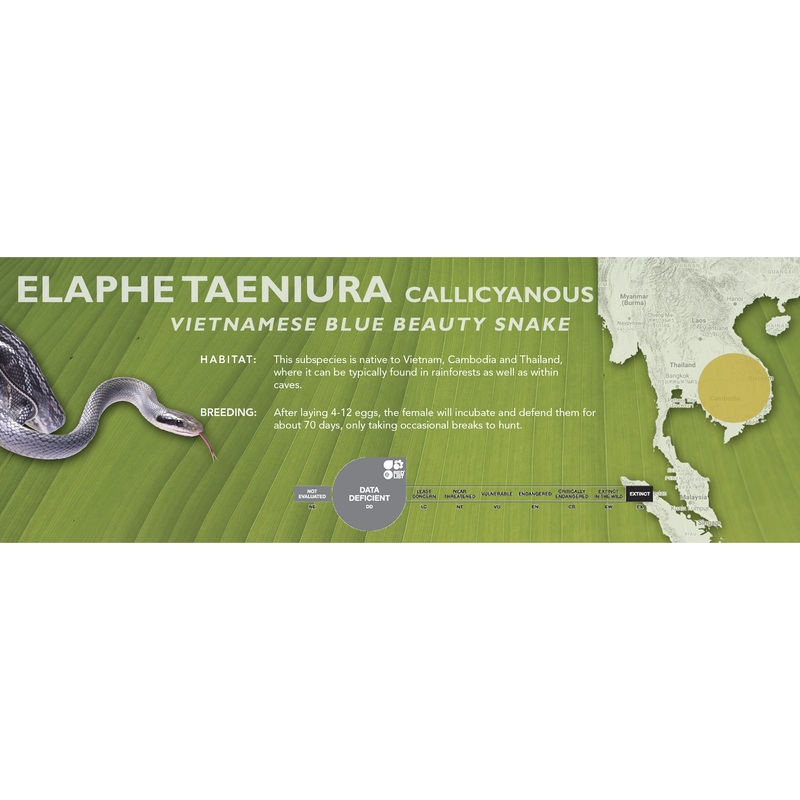 Vietnamese Blue Beauty Snake (Elaphe taeniura callicyanous – Orthriophis taeniurus callicyanous) Classic Vivarium Label Elaphe