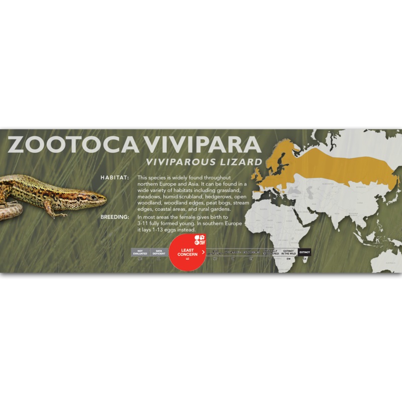 Viviparous Lizard (Zootoca vivipara) Classic Vivarium Label