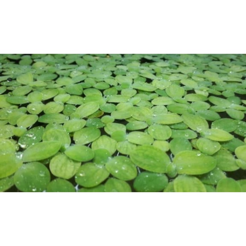 Water Lettuce Small Rosettes Container