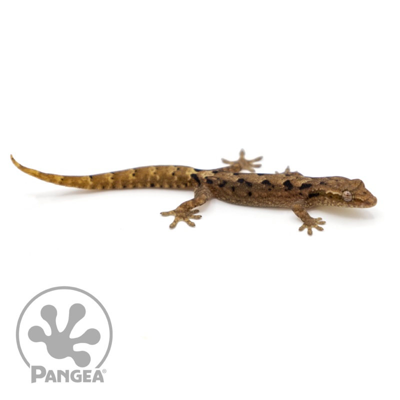 4-Pack of Mourning Gecko ‘Type B’ Lepidodactylus lugubris