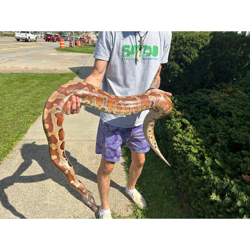 Adult Blood Python (Female)