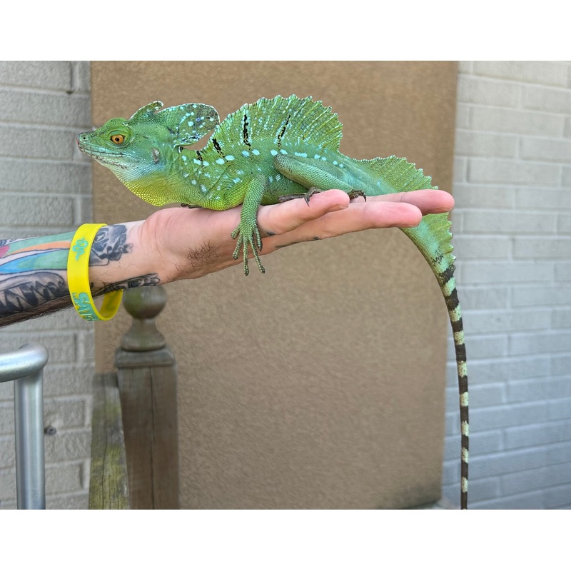 Adult Green Basilisk (Male 2)