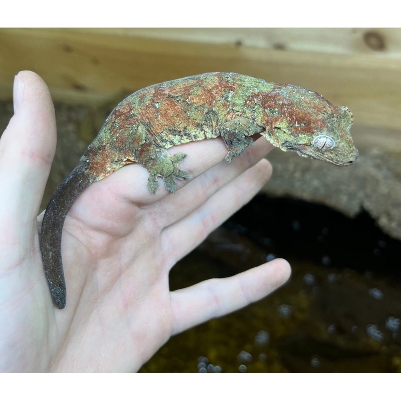 Adult Pine Island Chahoua Gecko (Pair)