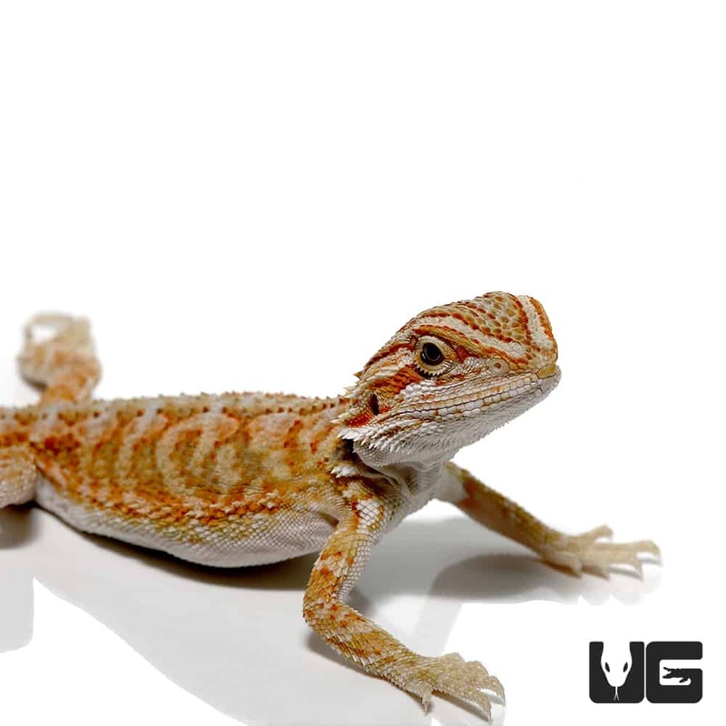 Baby Hypo Creamsicle Bearded Dragons For Sale