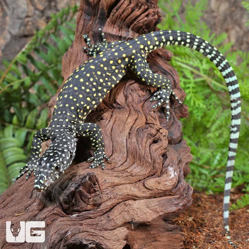 Baby Jayapura Pastel Blue Tail Monitor For Sale
