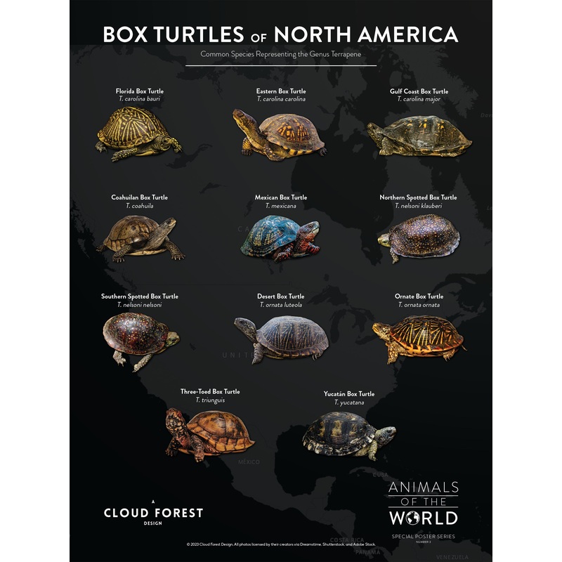 Box Turtles of North America – 18″ x 24″ Poster – Animals of the World Poster Series #3