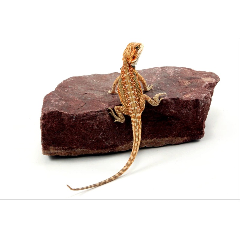 Citrus Leatherback Dunner Bearded Dragon