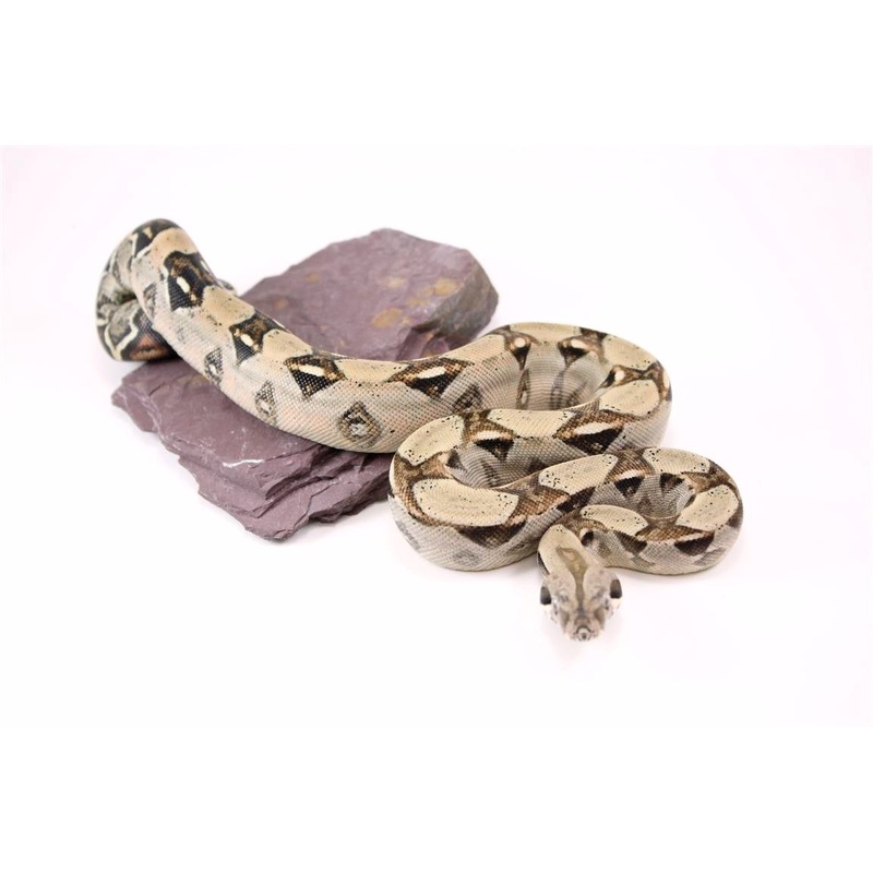 Classic Colombian Boa