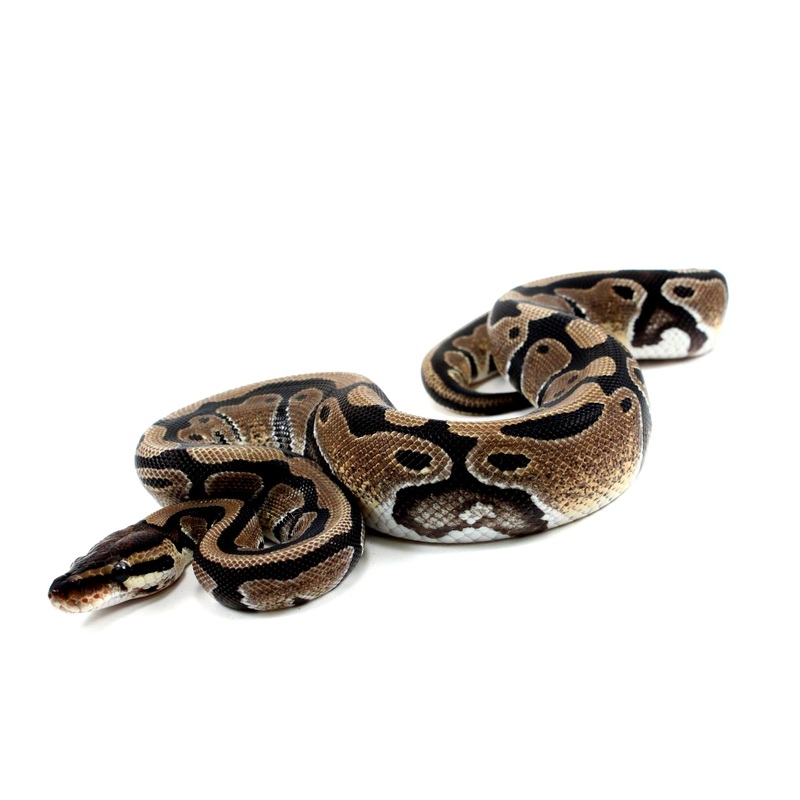 Classic Het Clown Ball Python