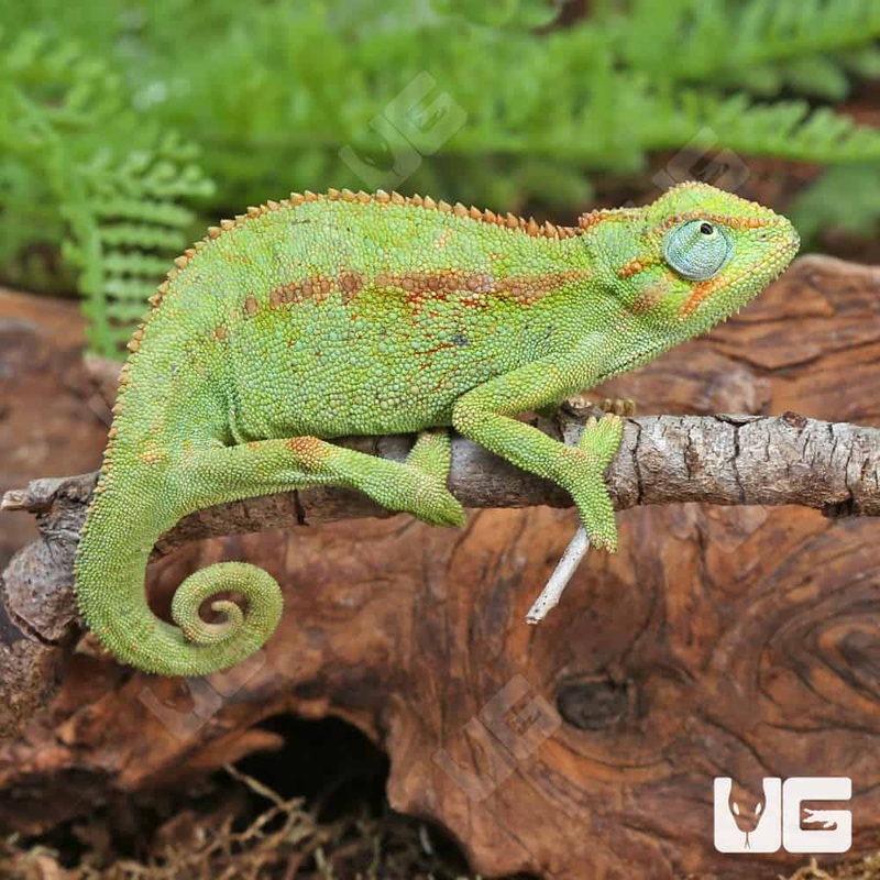Elliots Chameleon for sale