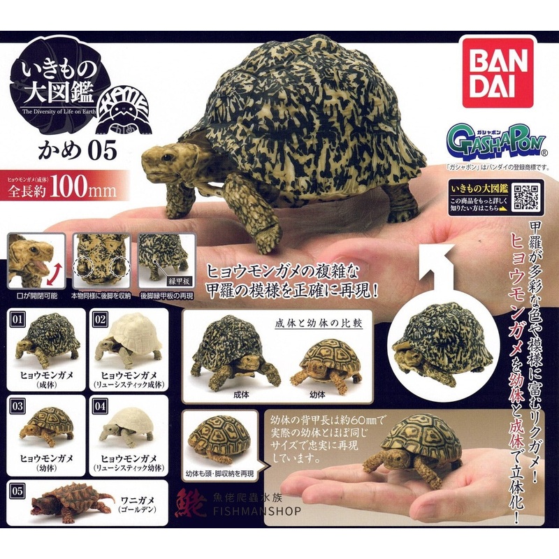 (Gashapon)Bandai Gashapon Kame 05 (5 types in total) 1 at random
