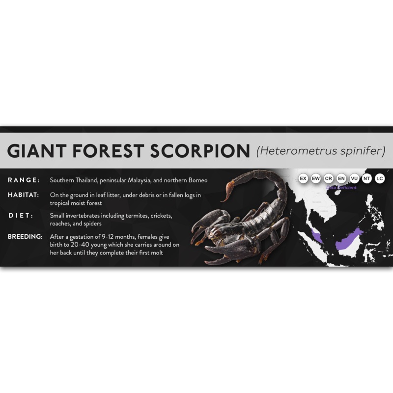 Giant Forest Scorpion (Heterometrus spinifer) – X Label Regular Size (7″ x 2.5″) Laminated Paper