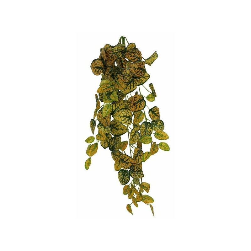 Pangea Leafy Vine Japanese Laurel (6ft)
