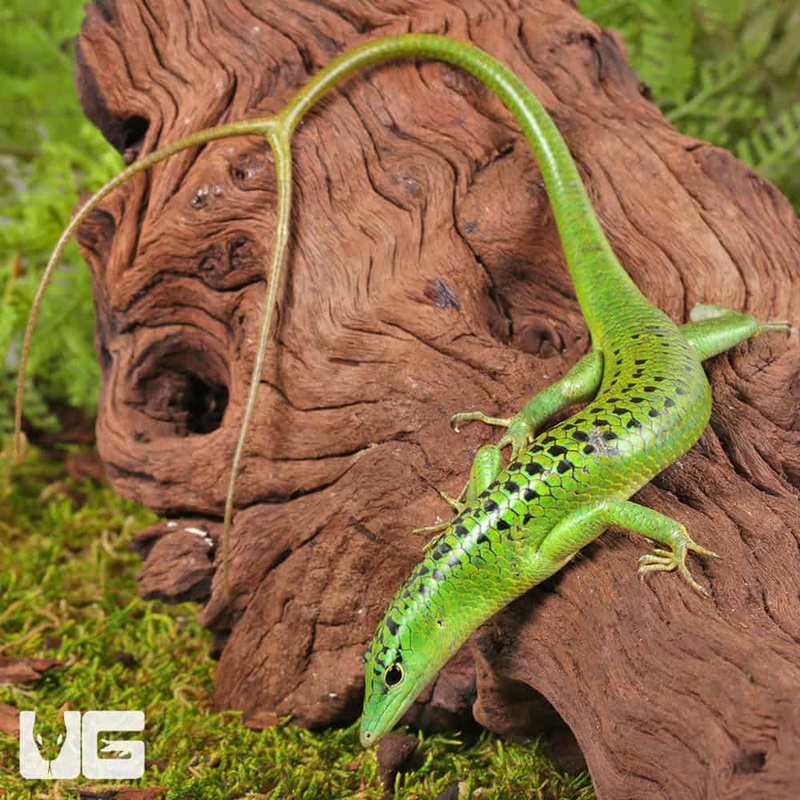 Philippine Emerald Tree Skinks For Sale