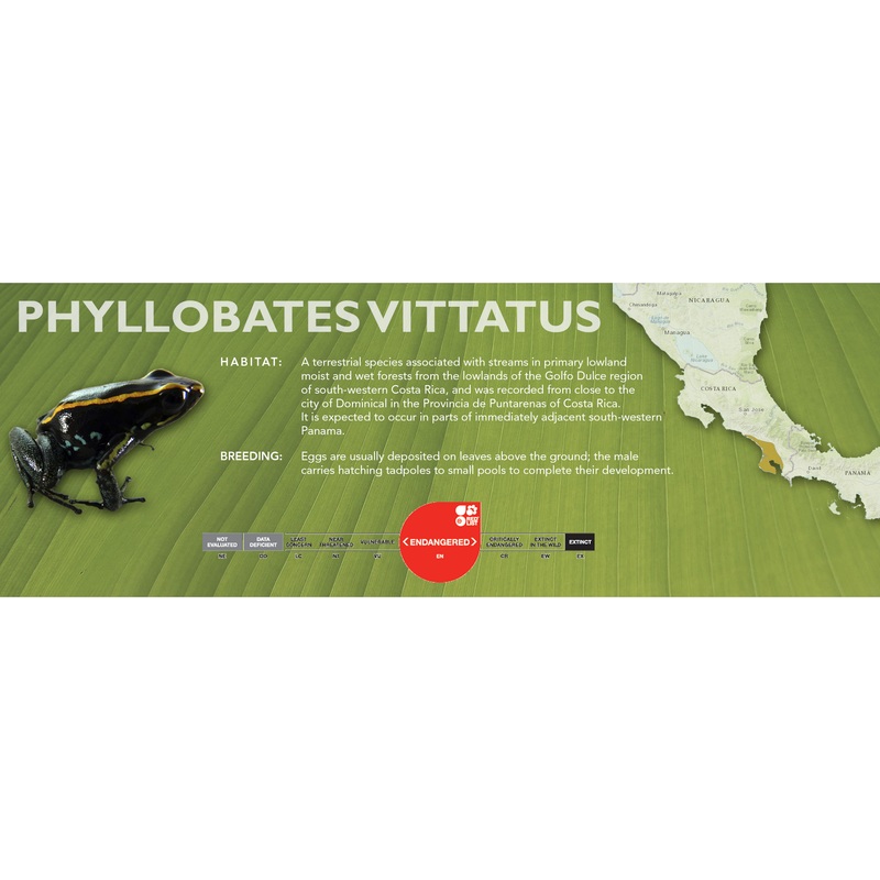 Phyllobates vittatus – Classic Vivarium Label