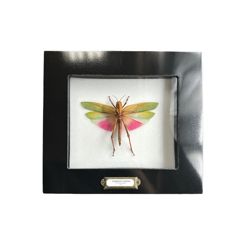 Pink Grasshopper – Female (Lophacris cristata) – 5×6″ Frame