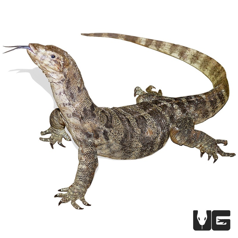 Sulphur Monitor For Sale