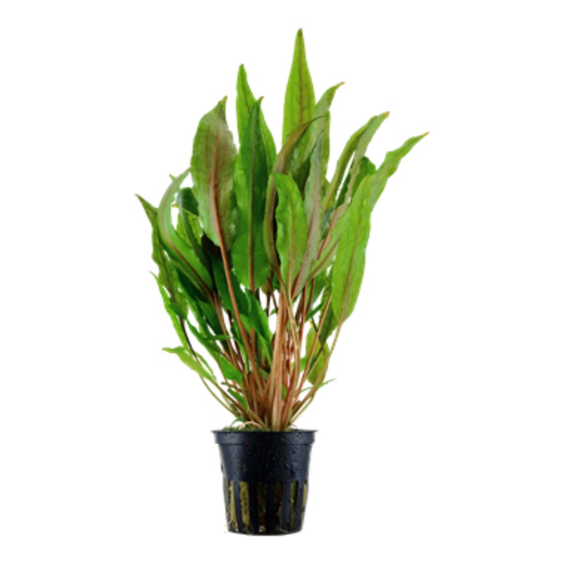 Tropica Cryptocoryne undulata “Broad Leaf”