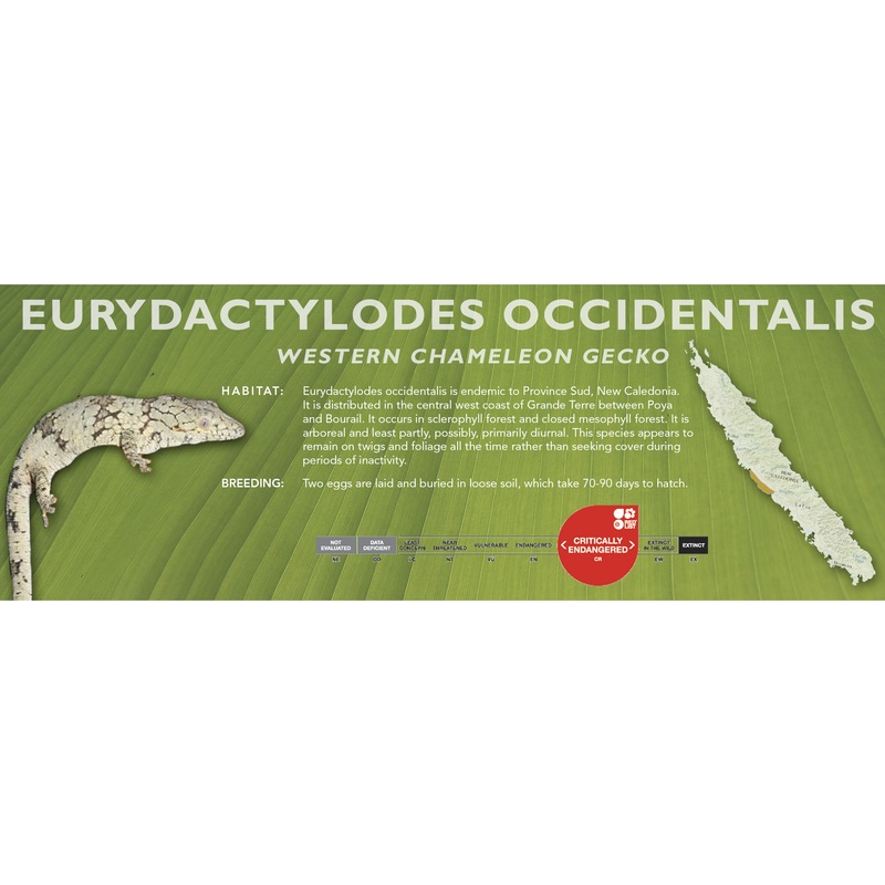 Western Chameleon Gecko (Eurydactylodes occidentalis) Classic Vivarium Label