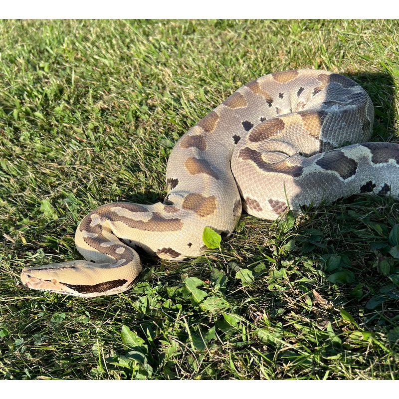 Adult Platinum Ghost Borneo Blood Python (Female)